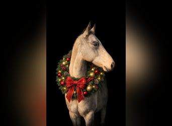 Akhal-Teke, Mare, 7 years, 15.1 hh, Buckskin