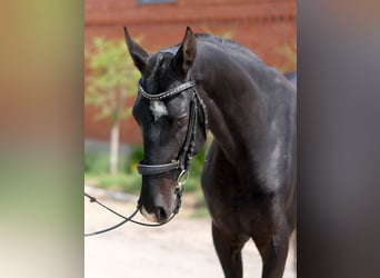 Akhal-Teke, Mare, 7 years, 15,2 hh, Black