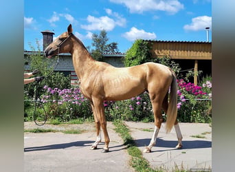 Akhal-Teke, Mare, 8 years, 15.2 hh