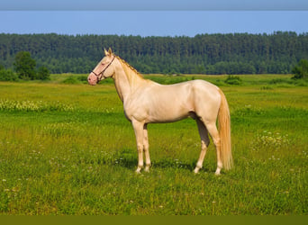 Akhal-Teke, Mare, 8 years, 15.2 hh