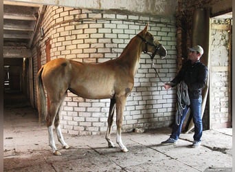 Akhal-Teke, Mare, 8 years, 15.2 hh