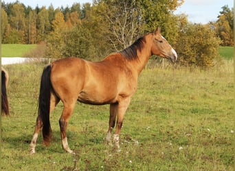 Akhal-Teke, Mare, 8 years, 15.2 hh, Buckskin