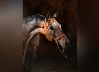 Akhal-Teke, Mare, 9 years, 16 hh, Brown