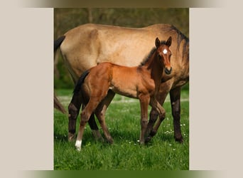 Akhal-Teke, Mare, , Brown