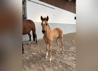 Akhal-Teke, Mare, Foal (03/2026), Chestnut-Red