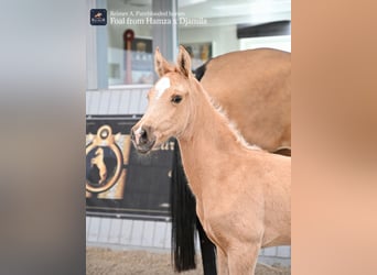 Akhal-Teke, Mare, Foal (03/2024), Cremello