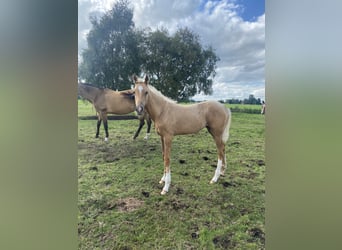 Akhal-Teke, Mare, Foal (03/2024), Cremello