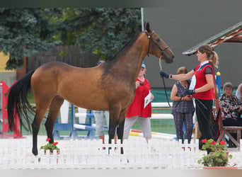 Akhal-Teke, Merrie, 11 Jaar, 164 cm, Red Dun