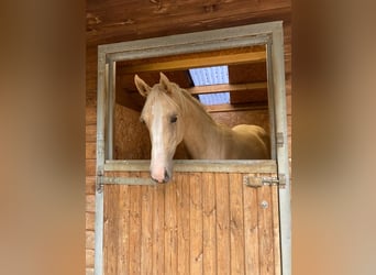 Akhal-Teke Mix, Merrie, 1 Jaar, 173 cm, Palomino