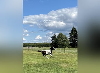 Akhal-Teke Mix, Merrie, 1 Jaar, Gevlekt-paard