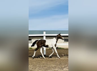 Akhal-Teke Mix, Merrie, 1 Jaar, Gevlekt-paard