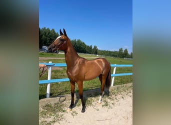 Akhal-Teke, Merrie, 1 Jaar, Roodbruin