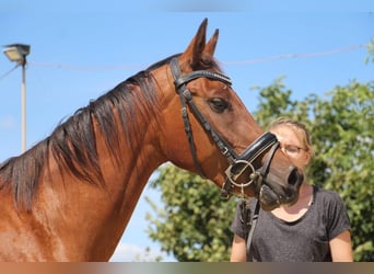 Akhal-Teke Mix, Merrie, 3 Jaar, 150 cm, Brauner