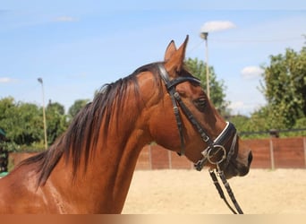 Akhal-Teke Mix, Merrie, 3 Jaar, 150 cm, Brauner