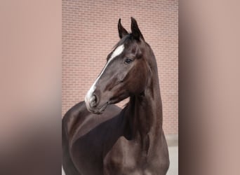 Akhal-Teke Mix, Merrie, 3 Jaar, 162 cm, Zwart