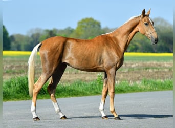 Akhal-Teke, Merrie, 4 Jaar, 160 cm, Palomino