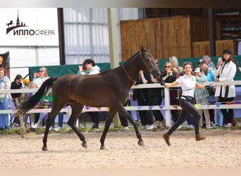 Akhal-Teke, Merrie, 4 Jaar, 160 cm, Zwartbruin