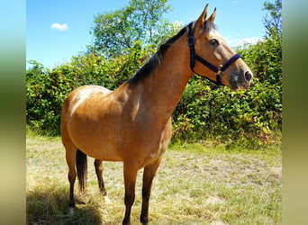 Akhal-Teke Mix, Merrie, 6 Jaar, 155 cm, Roan-Red