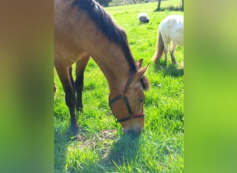 Akhal-Teke Mix, Merrie, 6 Jaar, 155 cm, Roan-Red