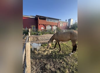 Akhal-Teke, Merrie, 7 Jaar, 156 cm, Buckskin