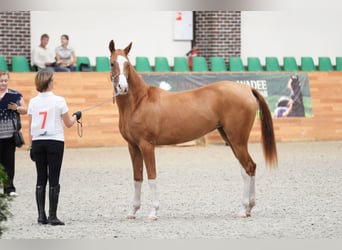Akhal-Teke, Merrie, 9 Jaar, 158 cm, Donkere-vos