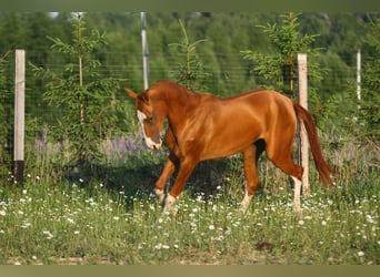 Akhal-Teke, Merrie, 9 Jaar, 158 cm, Donkere-vos