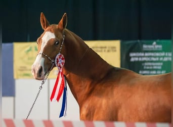 Akhal-Teke, Merrie, 9 Jaar, 158 cm, Donkere-vos