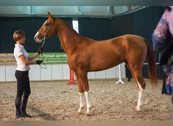 Akhal-Teke, Merrie, 9 Jaar, 158 cm, Donkere-vos