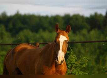 Akhal-Teke, Merrie, 9 Jaar, 158 cm, Donkere-vos