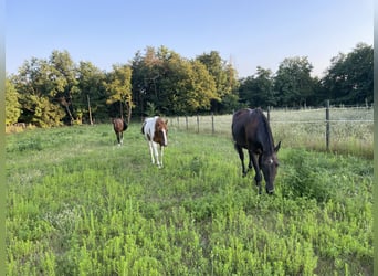 Akhal-Teke, Merrie, 9 Jaar, 160 cm, Roodbruin