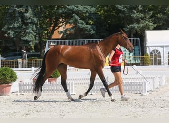 Akhal-Teke, Merrie, 9 Jaar, 160 cm, Roodbruin