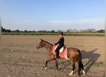 Akhal-Teke, Merrie, 9 Jaar, 160 cm, Roodbruin