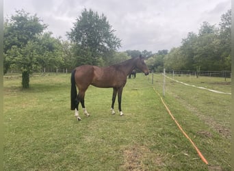Akhal-Teke, Merrie, 9 Jaar, 160 cm, Roodbruin