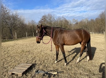 Akhal-Teke, Merrie, 9 Jaar, 160 cm, Roodbruin