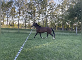 Akhal-Teke, Merrie, 9 Jaar, 160 cm, Roodbruin