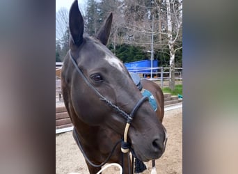 Achal-Tekkiner, Wallach, 19 Jahre, 157 cm, Schwarzbrauner