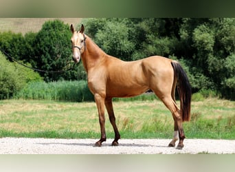 Akhal-Teke, Ruin, 3 Jaar, 162 cm, Buckskin