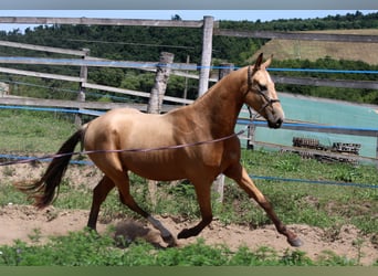 Akhal-Teke, Ruin, 3 Jaar, 162 cm, Buckskin