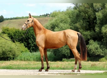 Akhal-Teke, Ruin, 3 Jaar, 162 cm, Buckskin