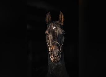 Akhal-Teke, Ruin, 5 Jaar, 154 cm, Zwartbruin