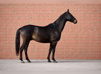 Akhal-Teke, Ruin, 5 Jaar, 154 cm, Zwartbruin