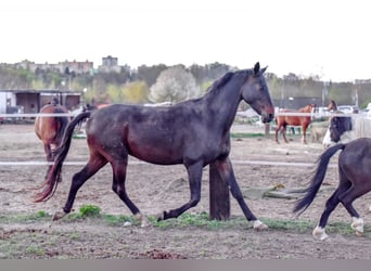 Akhal-Teke, Ruin, 5 Jaar, 164 cm, Donkerbruin