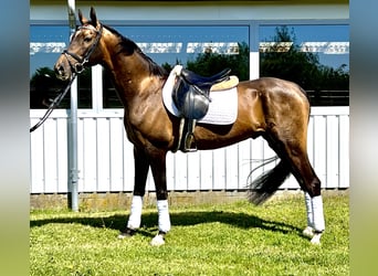 Akhal-Teke, Ruin, 6 Jaar, 155 cm, Roodbruin