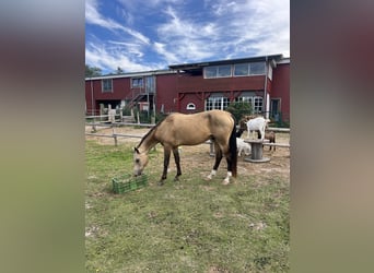 Akhal-Teke, Ruin, 7 Jaar, 166 cm, Buckskin