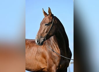 Akhal-Teke, Ruin, 8 Jaar, 154 cm, Bruin
