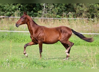 Akhal-Teke, Semental, 1 año, 148 cm, Castaño oscuro