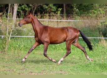 Akhal-Teke, Semental, 1 año, 148 cm, Castaño oscuro