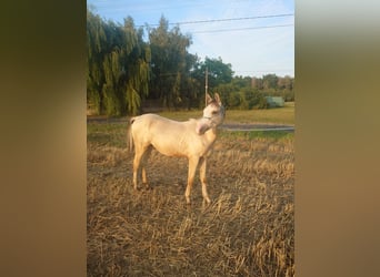 Akhal-Teke Mestizo, Semental, 1 año, 158 cm, Buckskin/Bayo