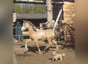 Akhal-Teke Mestizo, Semental, 1 año, 158 cm, Buckskin/Bayo