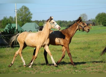 Akhal-Teke Mestizo, Semental, 1 año, 158 cm, Buckskin/Bayo